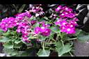 瓜葉菊04.JPG