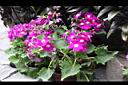 瓜葉菊05.JPG