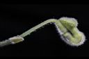 瓜葉馬兜鈴-花03.jpg