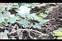 瓜葉馬兜鈴-莖2.jpg