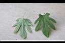 瓜葉馬兜鈴-葉01.jpg