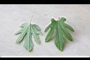 瓜葉馬兜鈴-葉03.jpg