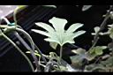 瓜葉馬兜鈴-葉05.jpg