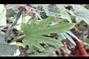 瓜葉馬兜鈴-葉09.jpg