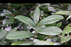 瓜馥木-葉2.jpg
