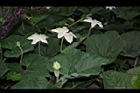 瓠子-花11.JPG