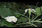 瓠子-花29.JPG