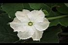 瓠子-雄花05.JPG