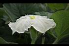 瓠子-雌花20.JPG
