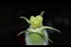 瓠子-雌蕊09.JPG