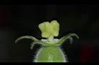 瓠子-雌蕊12.JPG