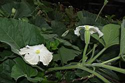 瓠子-花28.JPG