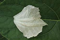 瓠子-花瓣正.JPG