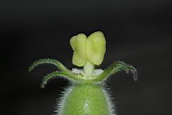 瓠子-雌蕊02.JPG