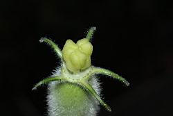 瓠子-雌蕊06.JPG
