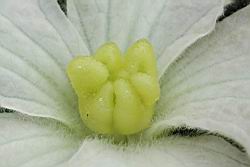 瓠子-雌蕊25.JPG