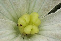 瓠子-雌蕊26.JPG