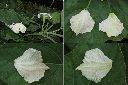 瓠子-花.jpg