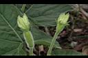 瓠子-花30.JPG
