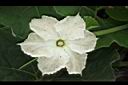瓠子-雄花04.JPG