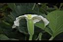 瓠子-雌花05.JPG