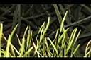 瓶爾小草-苞子19.JPG