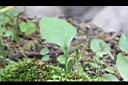 瓶爾小草-葉03.jpg