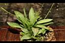 瓶爾小草20.JPG