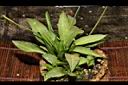 瓶爾小草25.JPG