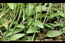 瓶爾小草28.JPG