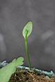 瓶爾小草-幼株00.jpg