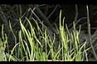 瓶爾小草-苞子10.JPG