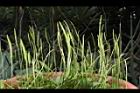 瓶爾小草-苞子11.JPG