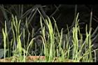 瓶爾小草-苞子12.JPG