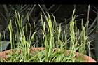 瓶爾小草-苞子13.JPG