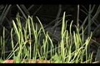 瓶爾小草-苞子16.JPG