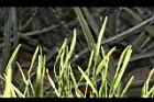 瓶爾小草-苞子17.JPG