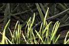 瓶爾小草-苞子18.JPG