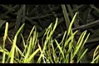 瓶爾小草-苞子20.JPG