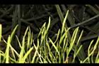 瓶爾小草-苞子21.JPG