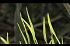 瓶爾小草-苞子23.JPG