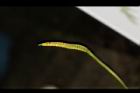 瓶爾小草-苞子29.JPG
