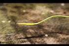 瓶爾小草-苞子30.JPG