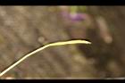 瓶爾小草-苞子32.JPG
