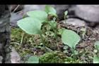 瓶爾小草-葉04.jpg