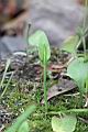 瓶爾小草05.jpg
