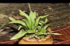瓶爾小草15.JPG