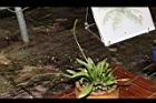 瓶爾小草16.JPG