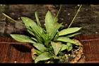 瓶爾小草21.JPG