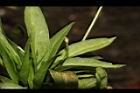 瓶爾小草26.JPG